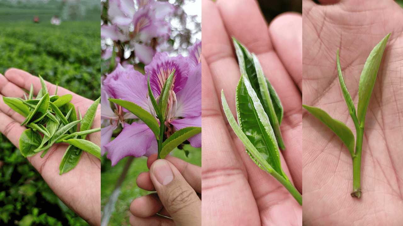 一芽两叶采摘标准