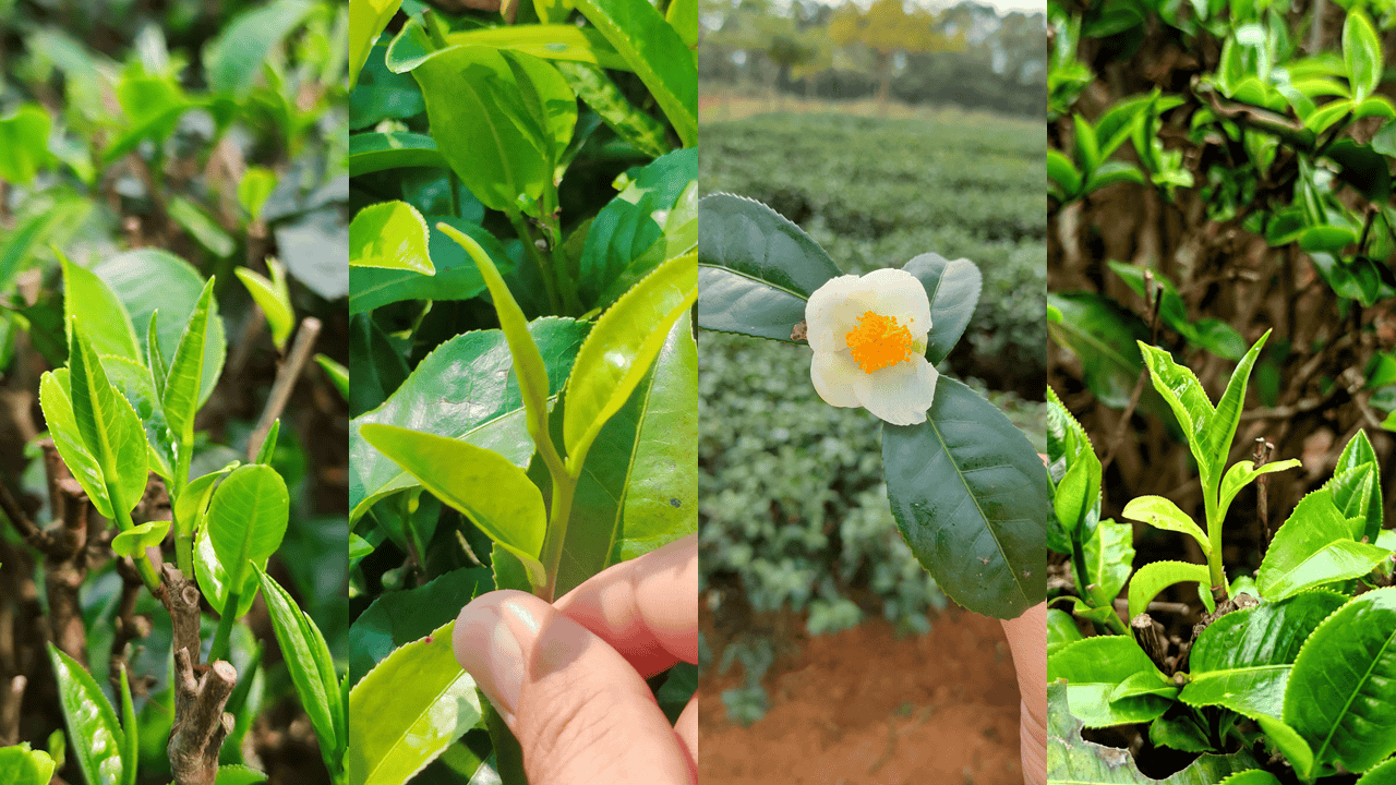 英德茶芽