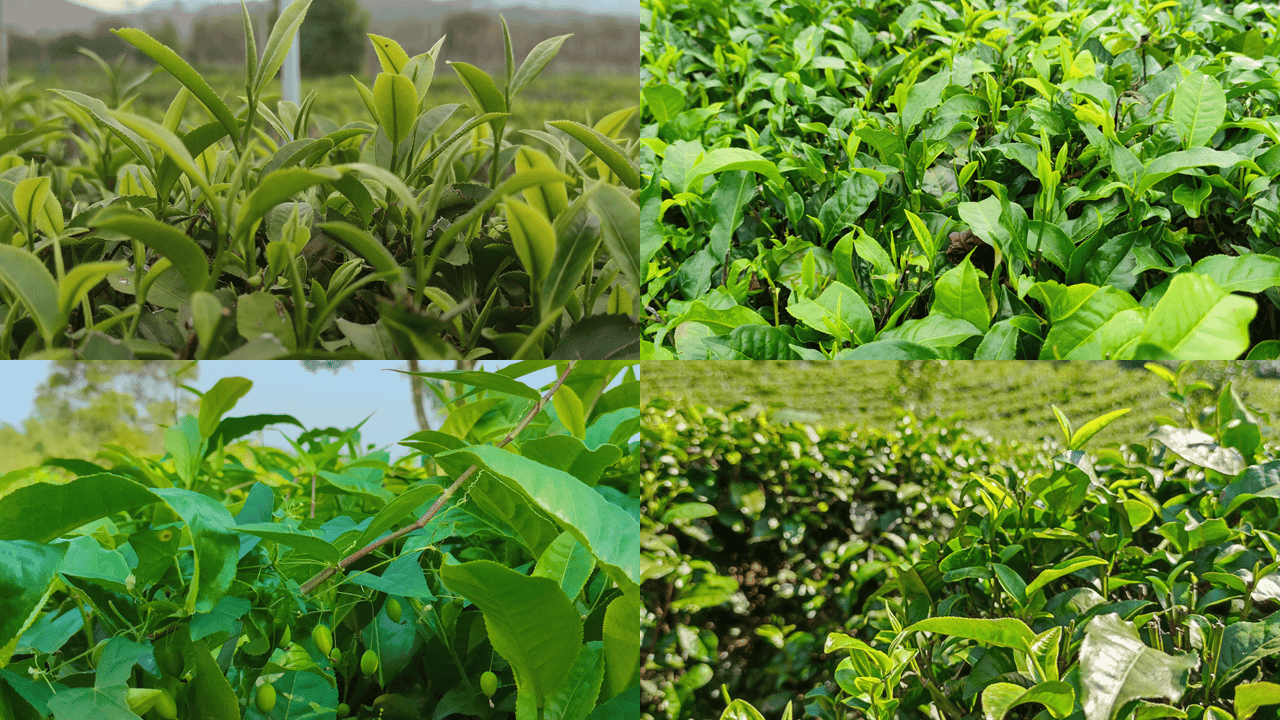 鲜茶叶